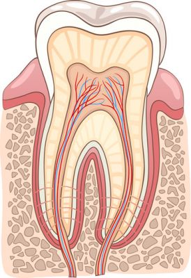 image of Root canals